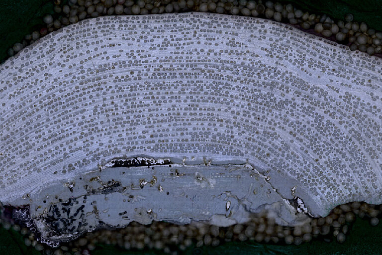 A polished cross-section of C. nereostratum’s skeleton, which contains “year bands” akin to tree rings. Photo: Douglas Rasher