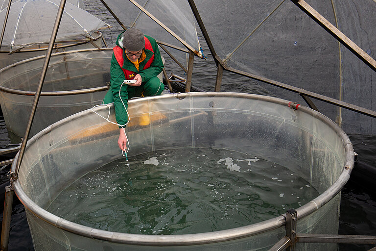 Dr. Kai Schulz misst nach der Gesteinsmehl-Zugabe den pH-Wert in einem Mesokosmos.