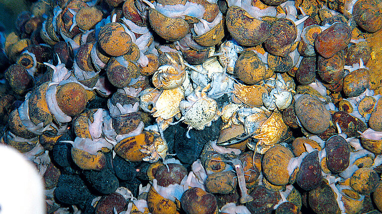 Artenvielfalt an Schwarzen Rauchern: Schnecken 