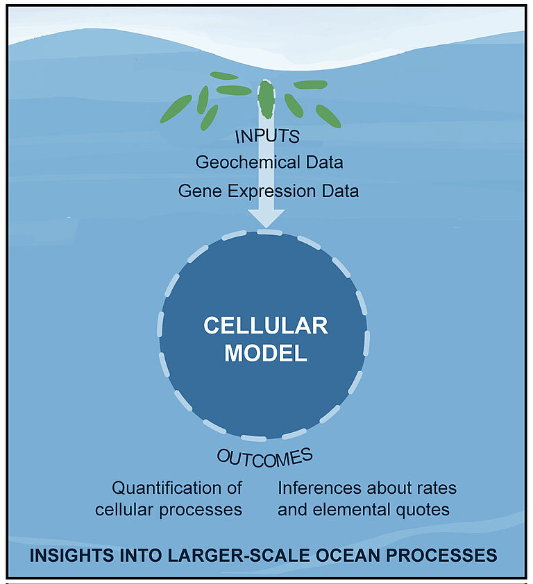 Schematic Diagram of the mechanism of the phytoplankton factory. From McCain et al., 2021.