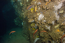 Eine felsige Struktur unter Wasser, an der viele kleine bunte Fische schwimmen