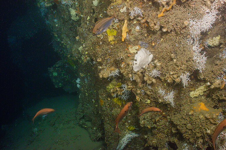 Eine felsige Struktur unter Wasser, an der viele kleine bunte Fische schwimmen