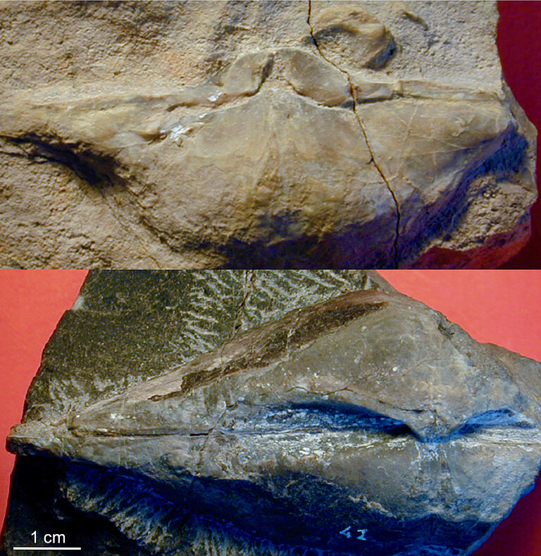 Fossile Brachiopodenschalen (Comelicania sp.) aus dem späten Perm aus den Südalpen in Norditalien, deren Isotopenzusammensetzung Hinweise auf die Umwelt- und Klimabedingungen gab, die zur größten Katastrophe auf der Erde führten. Die Exemplare stammen aus dem Museum Piero Leonardi der Universität Ferrara. Foto:Dr. Renato Posenato (Universität Ferrara).