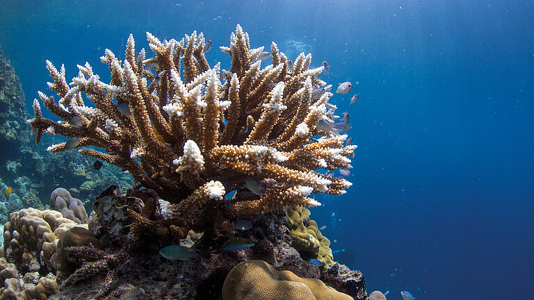 Tropical corals are found in the warm, sun-drenched shallow water areas along the coast. 