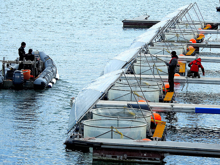 Mesokosmen auf Helgoland