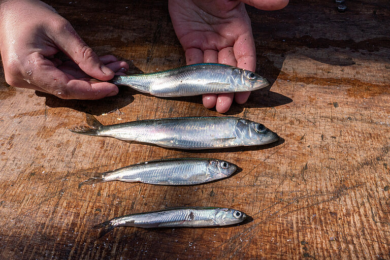 Drei Heringe auf einem Tisch