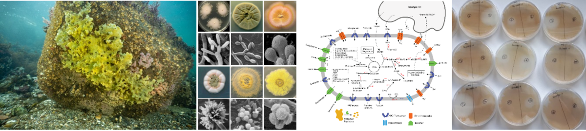 Sponge Halichondria panicea