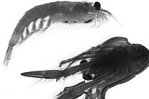 Two zooplankton species
