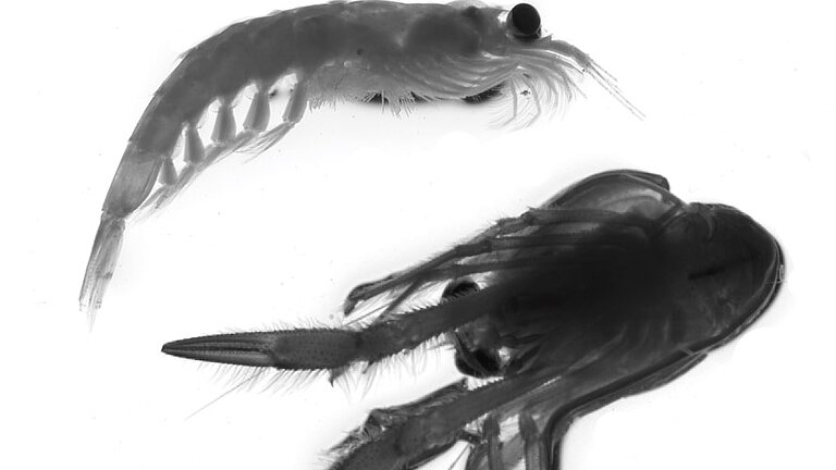 Zwei Zooplanktonarten