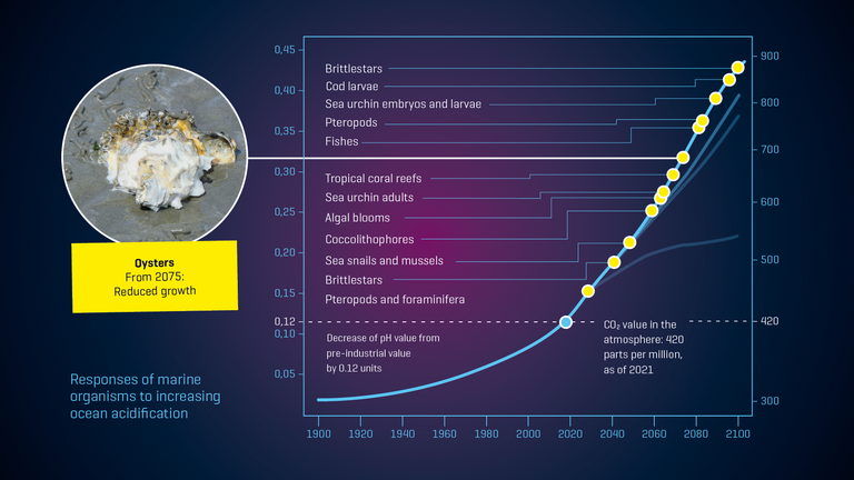 Responses of marine organisms to increasing ocean acidification