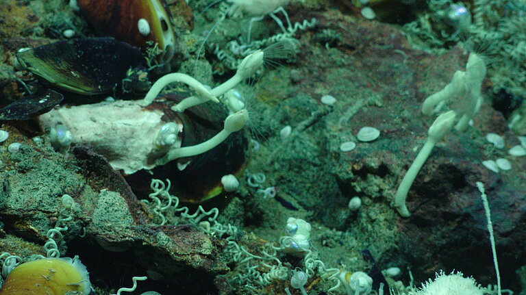 Muscheln, Röhrenwürmer am Meeresboden