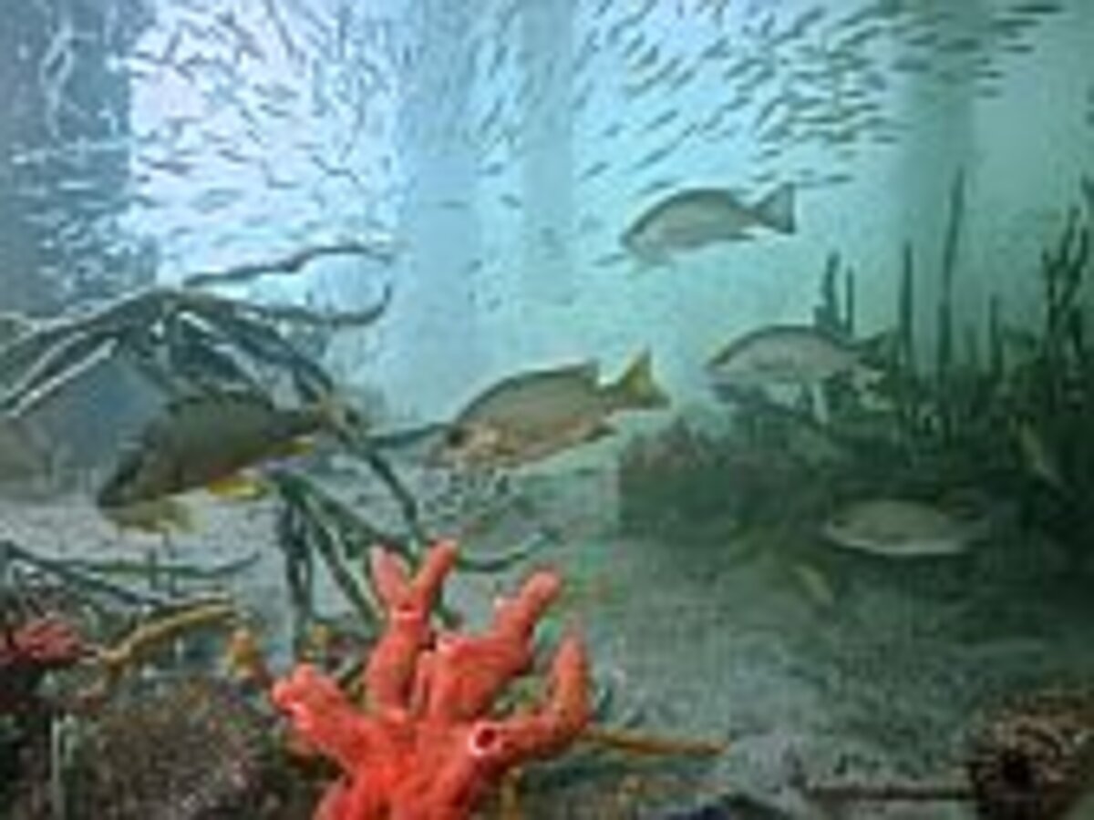 Marine Evolutionary Ecology Prof. Dr. Thorsten Reusch