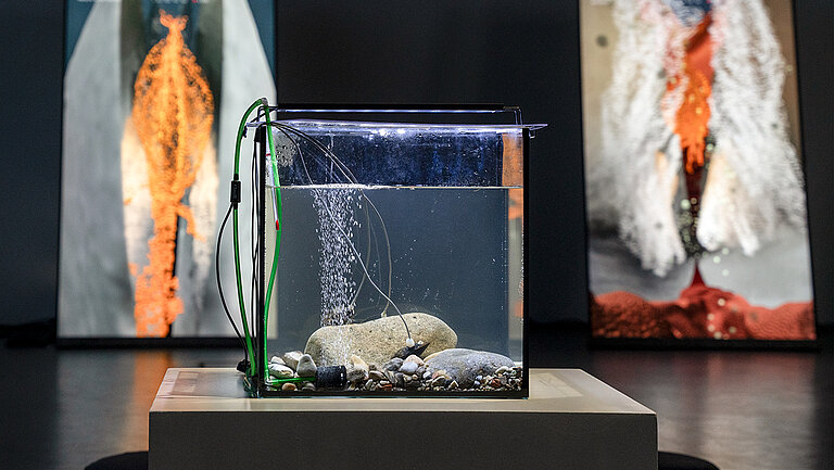 Begegnung mit Muscheln