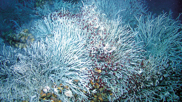 Artenvielfalt an Schwarzen Rauchern: Röhrenwürmer