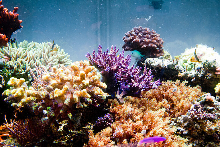 Tropische Steinkorallen im Versuchsbecken am GEOMAR. Foto: Jan Steffen, GEOMAR