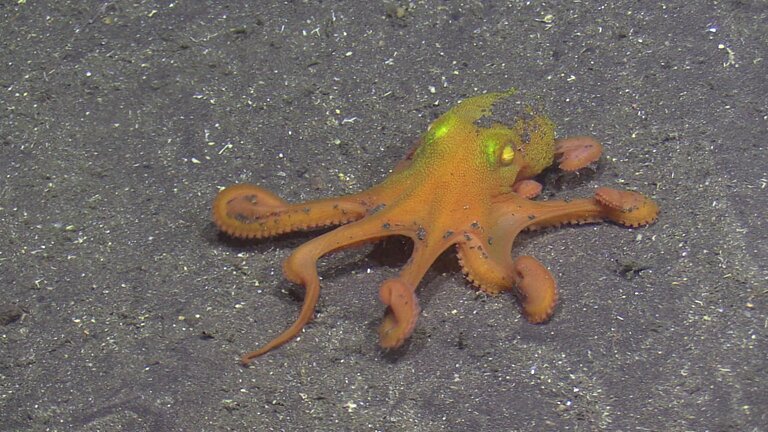 yellow-eyed octopus (Pteroctopus tetracirrhus)
