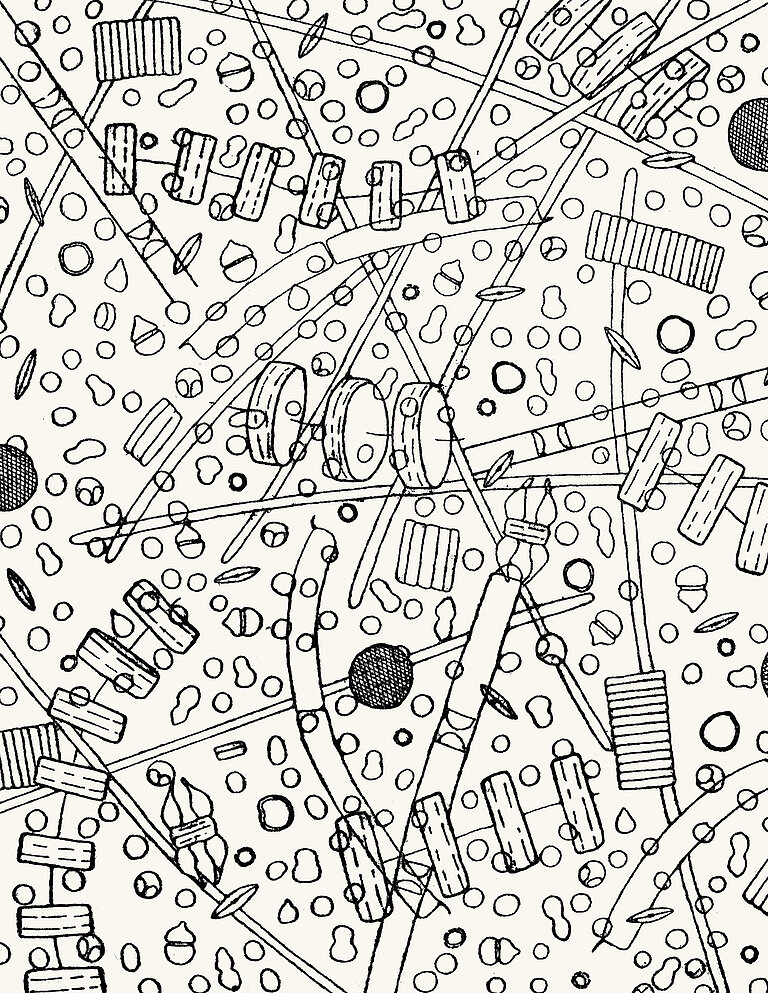 Zwergplankton unter dem Mikroskop