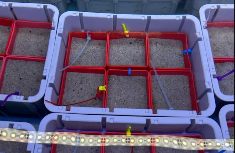 Sechs kleine rote Schachteln in einer grauen Plastikbox. Jede rote Schachtel ist mit Sand gefüllt und mit einem bunten Kabelbinder markiert.