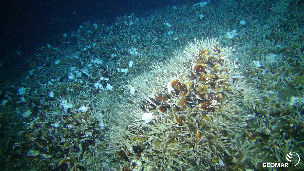 Karambusel Überblick