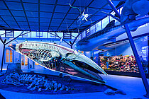 Meeressaal Naturkundemuseum Stuttgart (Schloss Rosenstein)