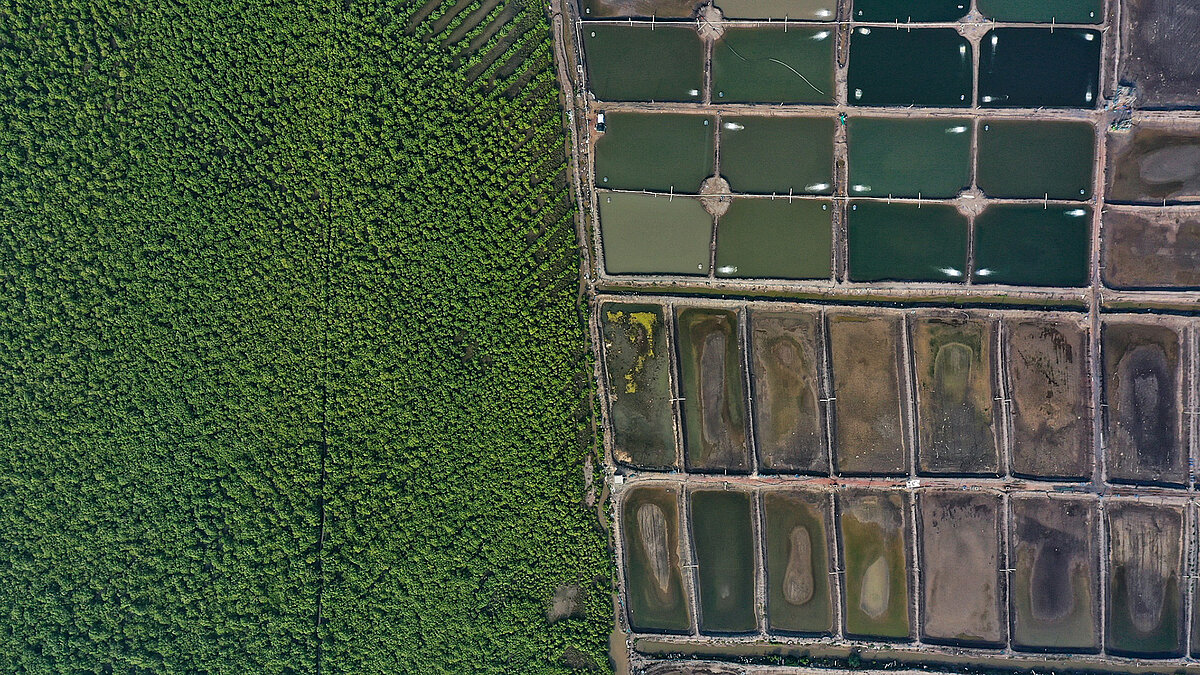 Umwandlung von Mangrovenwäldern in kommerzielle Aquakulturteiche im Mündungsdelta des Krishna, Indien. 