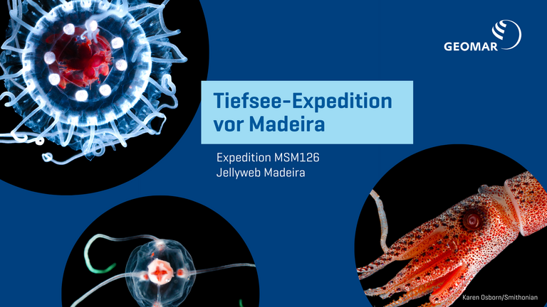 Qualle. Tiefseekalmar Collage vor blauem Hintergrund