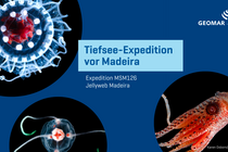 Qualle. Tiefseekalmar Collage vor blauem Hintergrund