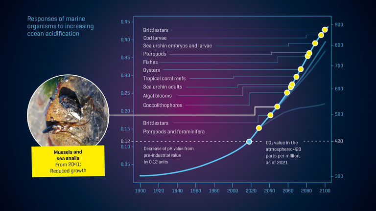 Responses of marine organisms to increasing ocean acidification