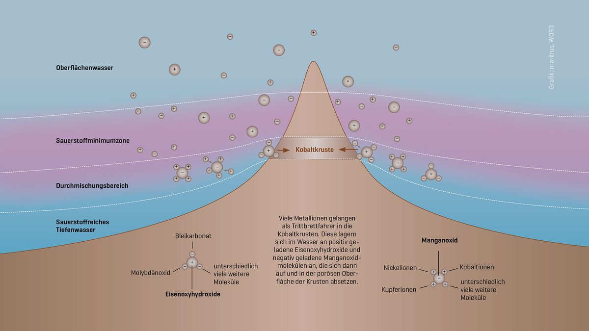 Grafik zur Entstehung von Kobaltkrusten.