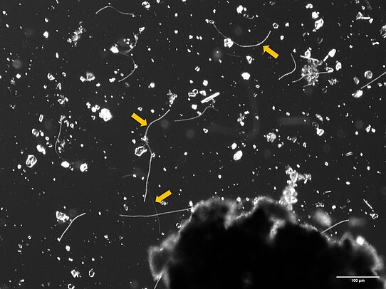 [Translate to English:] SOB