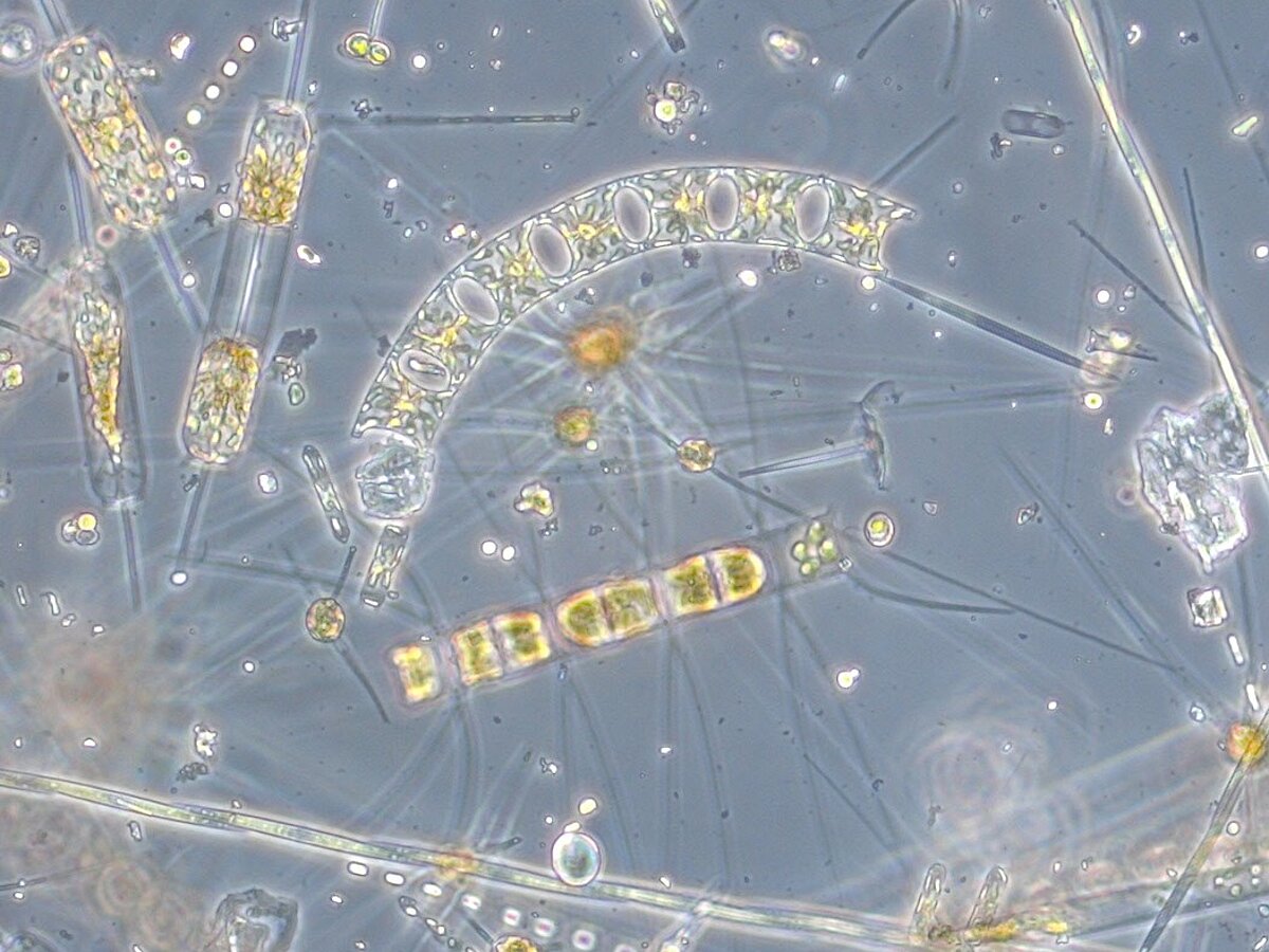 Biodiversity - Dr. Birte Matthiessen