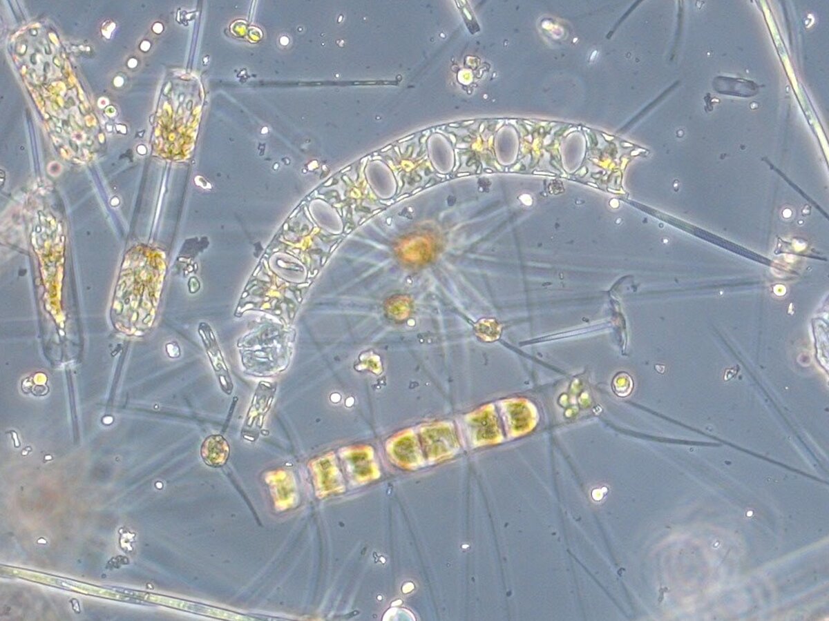 Biodiversity - Dr. Birte Matthiessen