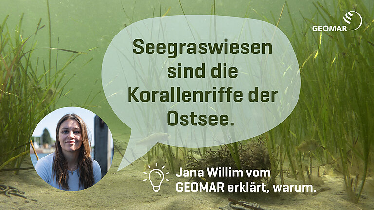 Seegraswiesen sind die Korallenriffe der Ostsee