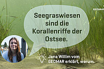 Seegraswiesen sind die Korallenriffe der Ostsee