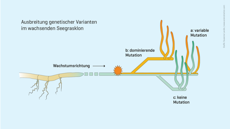 Ausbreitung genetischer Varianten im wachsenden Seegrasklon