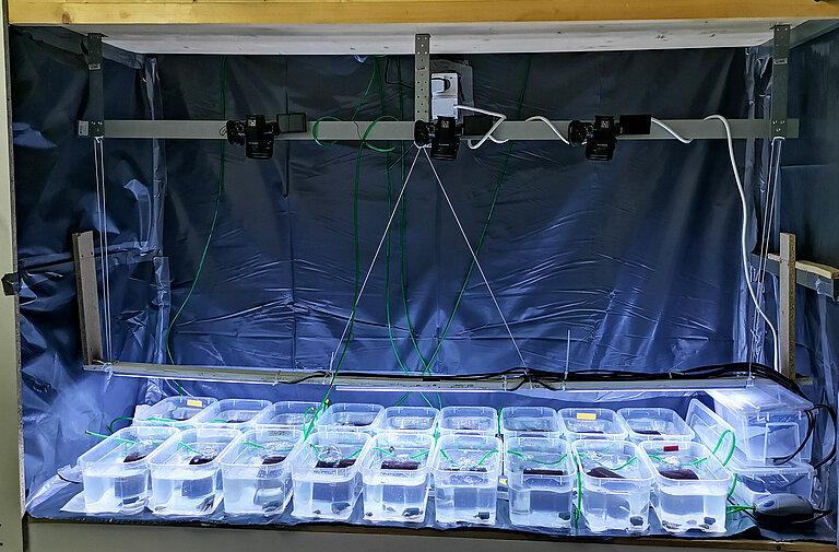 Lab experiment with mussels