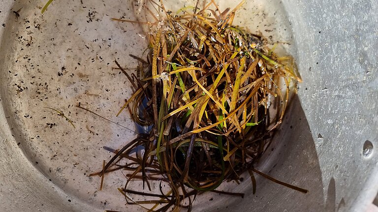 Probe mit Seegras, in dem sich Mikroplastikteilchen verfangen haben