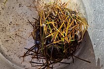 Sample with seaweed in which microplastic particles have become entangled