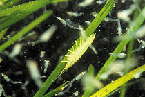 Ein kleines grünes Tierchen krabbelt auf einem Seegrasstengel unter Wasser
