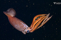 Ein blassroter Tintenfisch mit großen Augen und acht dicken, orangefarbenen Armen treibt in der Wassersäule. Der kegelförmige Mantel des Tintenfisches hat weiße Narben über den Augen und zeigt zur linken Seite des Bildes. Die Arme des Tintenfisches sind über seinen Körper gestreckt und umschließen eine braune, gallertartige Hülle, die mehrere runde, gelblich-weiße Eier enthält. Der Hintergrund ist dunkelblaues Wasser mit zahlreichen kleinen gelblich-braunen Flecken aus treibenden organischen Ablagerungen.