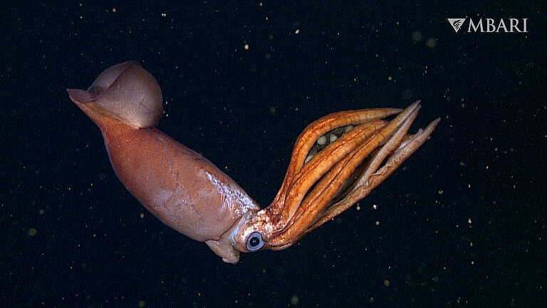 Ein blassroter Tintenfisch mit großen Augen und acht dicken, orangefarbenen Armen treibt in der Wassersäule. Der kegelförmige Mantel des Tintenfisches hat weiße Narben über den Augen und zeigt zur linken Seite des Bildes. Die Arme des Tintenfisches sind über seinen Körper gestreckt und umschließen eine braune, gallertartige Hülle, die mehrere runde, gelblich-weiße Eier enthält. Der Hintergrund ist dunkelblaues Wasser mit zahlreichen kleinen gelblich-braunen Flecken aus treibenden organischen Ablagerungen.