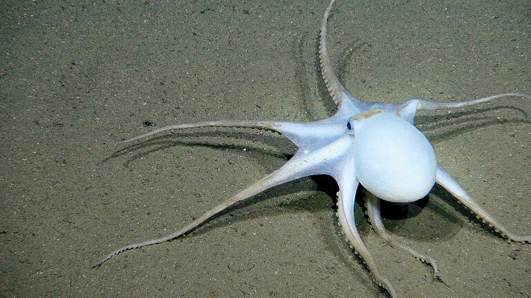 Tiefseekrake am Meeresboden des Pazifischen Ozeans.