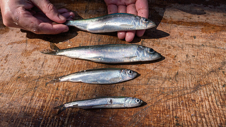 Vier kleine silberne Fische liegen auf einem Tisch