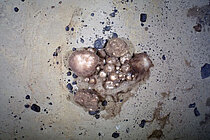 Schwämme am Meeresboden