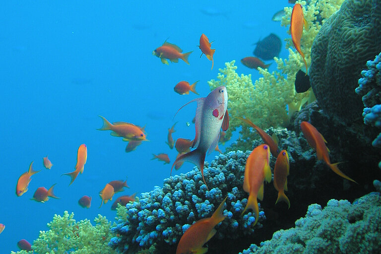 Ein Korallenriff.