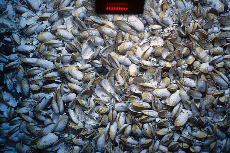 Lebende und tote Muscheln sowie Seepocken am hydrothermal aktiven Unterwasservulkan „Edison“, 