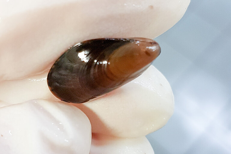 Kleine Miesmuschel in einer Hand mit Laborhandschuhen