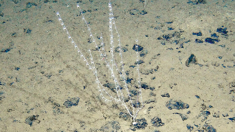 Life at manganese nodule habitats: soft coral