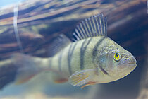Ein Fisch mit senkrechten Streifen schaut in die Kamera