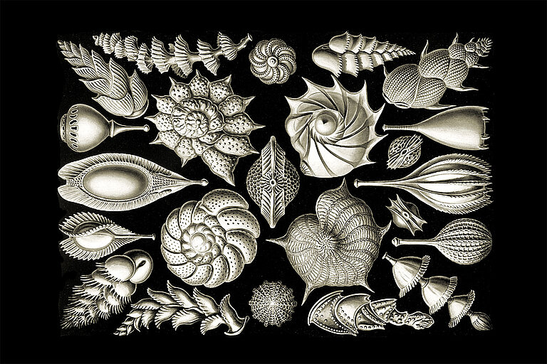 Foraminiferen aus dem 1904 erschienenem Buch „Kunstformen der Natur“ von Ernst Haeckel, Tafel 81